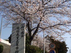 学校風景画像　登校坂入口校名碑から桜の花を見る