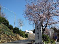 登校坂の桜の花画像